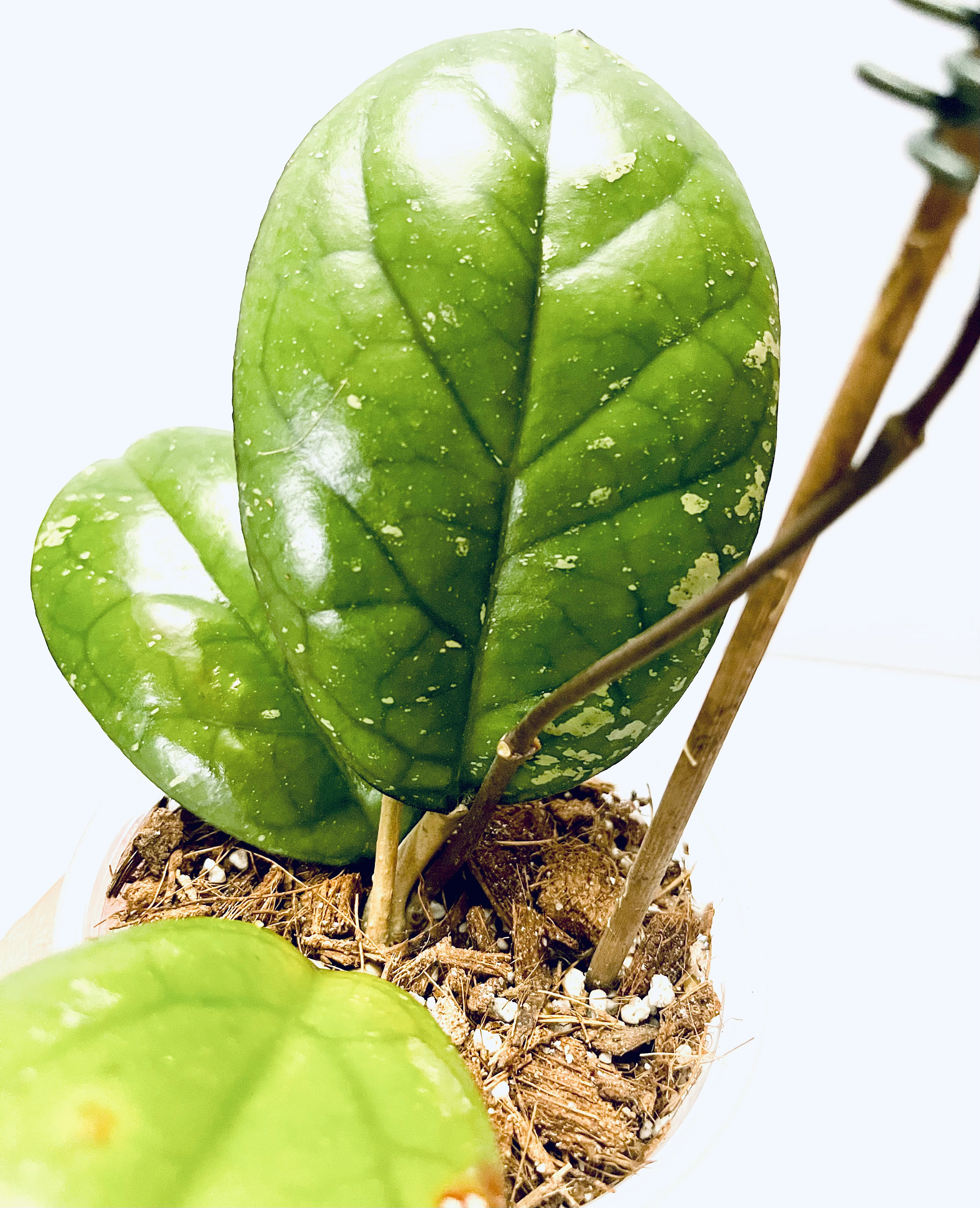 monstera deliciosa variegata thai constellation Monstera deliciosa Thai Constellation  Plant Material