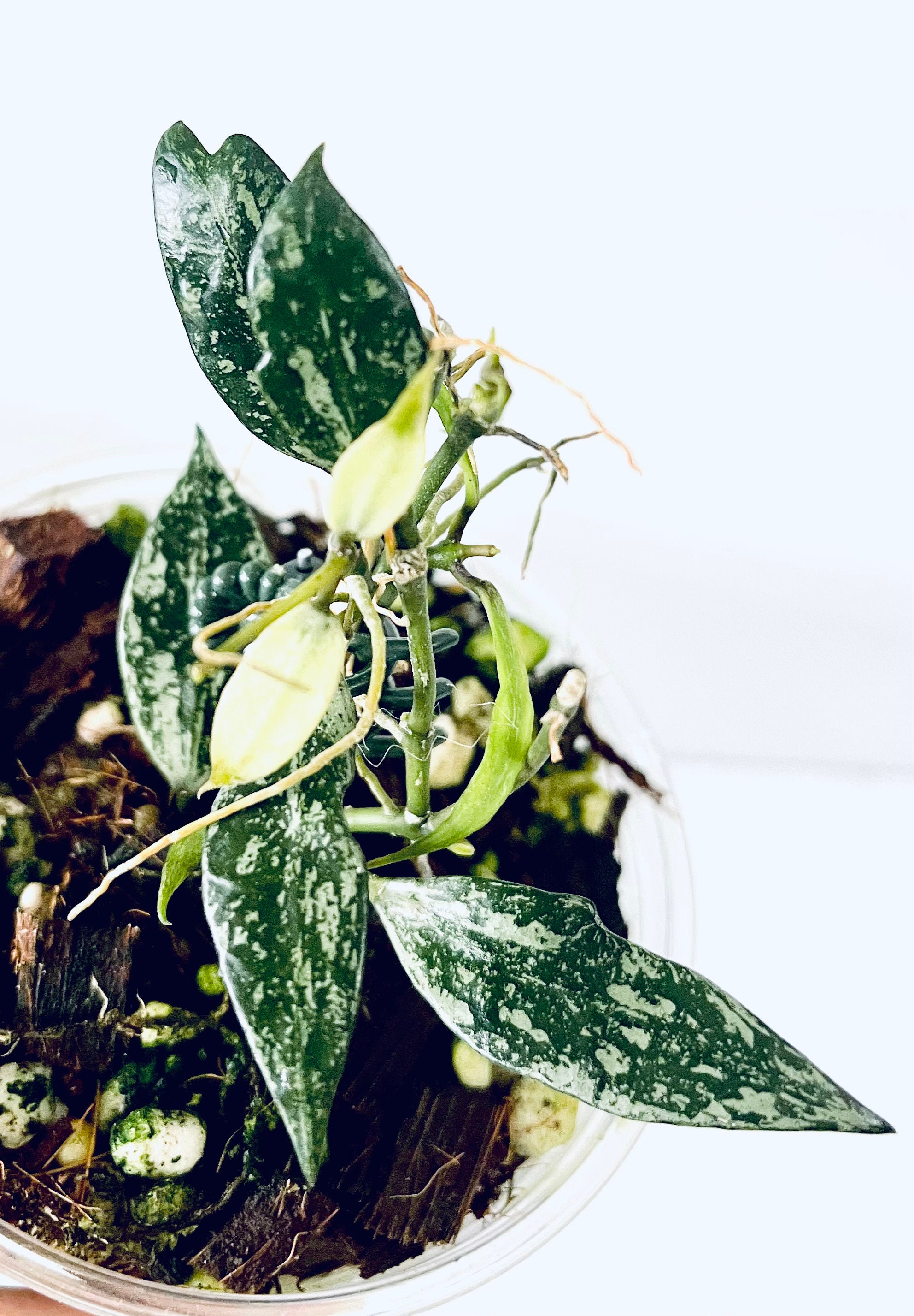 Hoya Lacunosa Sp Cianjur Beautiful, Well Rooting Plant - Etsy