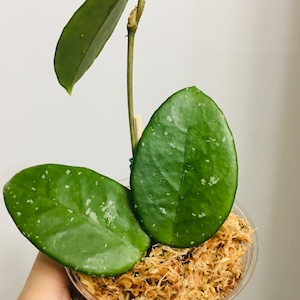 Modelle Hoya