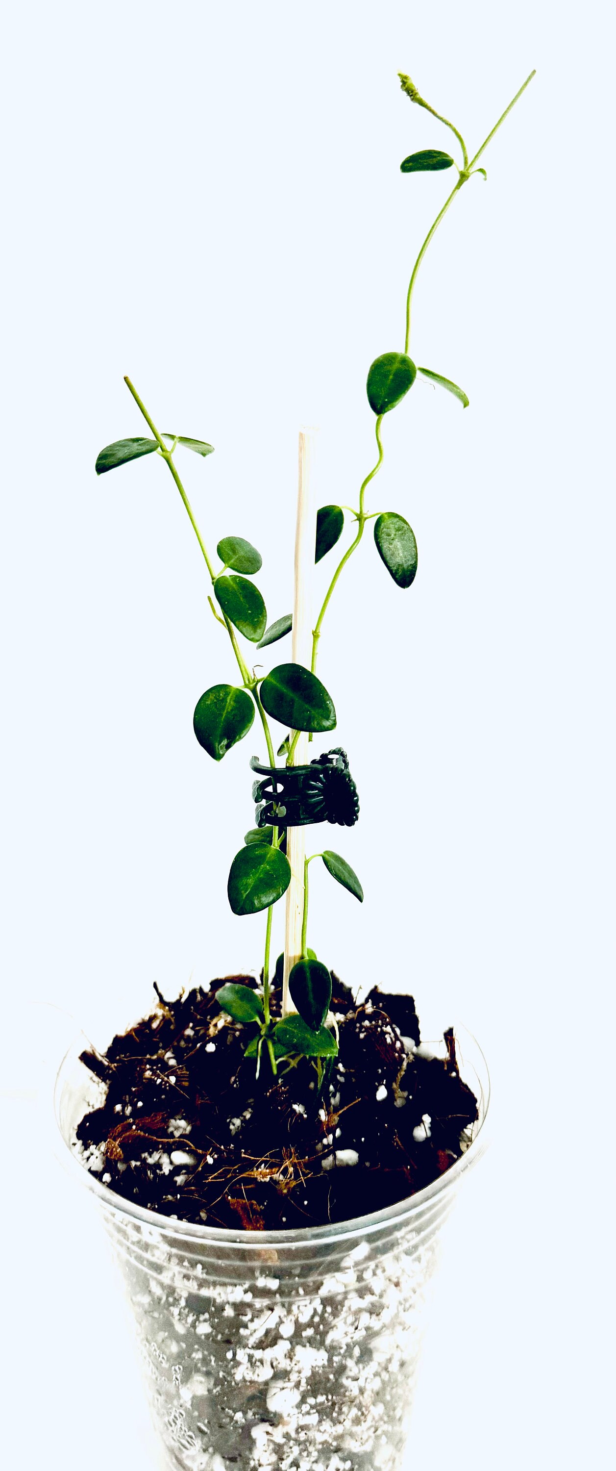 Hoya Pulleana (IM-08) Beautiful, Well Rooting Plant - Etsy