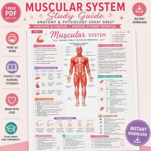 May include: A digital study guide for the muscular system featuring an anatomical illustration of a human body, muscle type charts, movement diagrams, and clinical notes. The document includes text headers like Muscular System Study Guide.