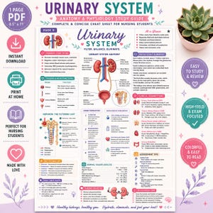 May include: A digital study guide titled Urinary System Anatomy & Physiology, featuring colourful diagrams of kidneys, ureters, and the bladder. The page includes text sections on primary functions, nephron units, clinical connections, and normal values.