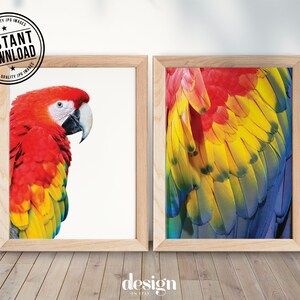 Puede incluir: Dos impresiones enmarcadas de una guacamaya roja. La primera impresión muestra un primer plano de la cabeza y el cuello del ave, mientras que la segunda impresión muestra un primer plano de las plumas de colores del ala del ave.