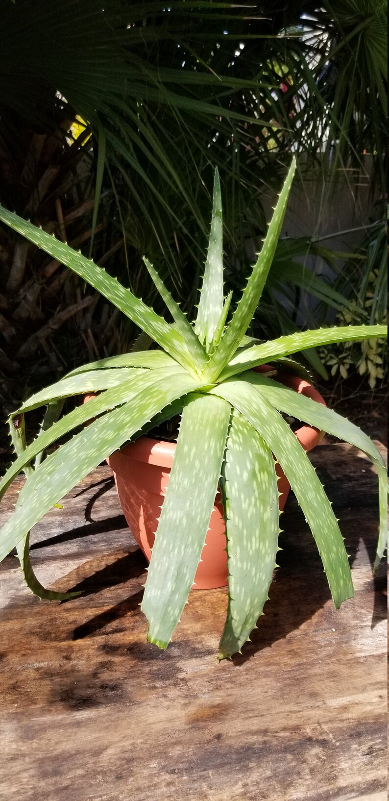 Potted Heirloom Aloe Plant SL Sizes Etsy UK