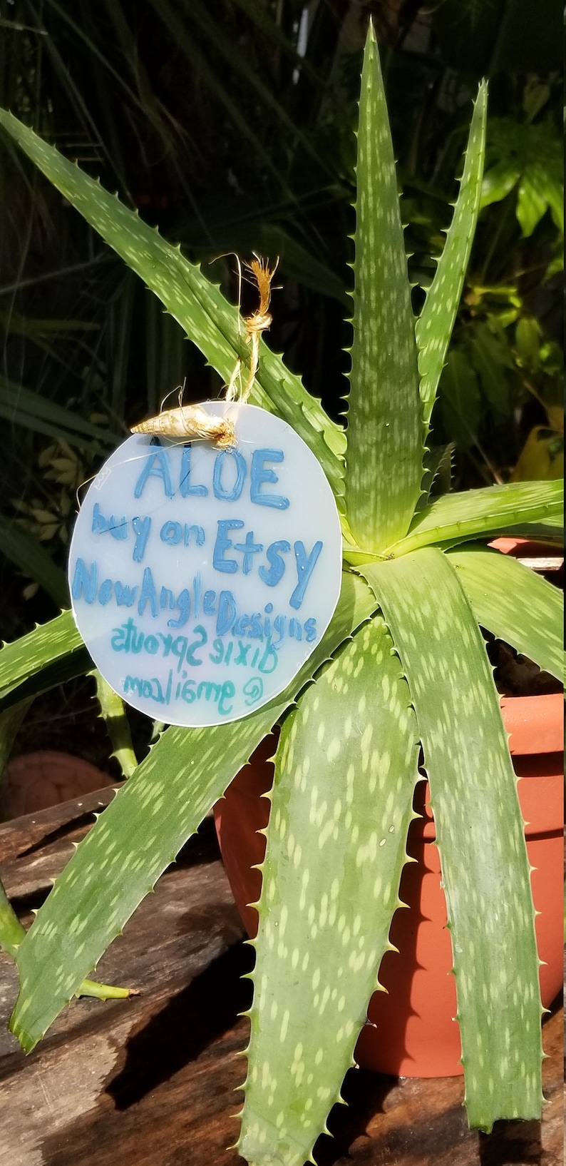 Potted Heirloom Aloe Plant SL Sizes Etsy UK