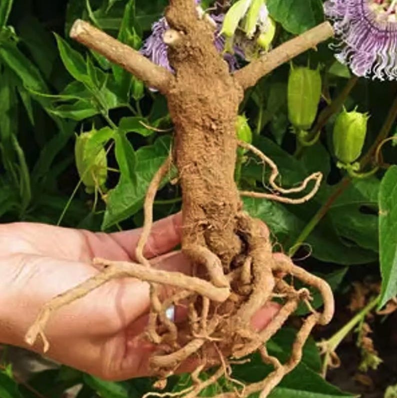 May include: A brown, woody root with multiple offshoots, held in a hand. The root has a central stem with two branches extending outwards. Green leaves, buds, and purple flowers are visible in the background.