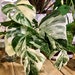 Rare Albo Monstera variegated gorgeous multi leaf cuttings US image 0