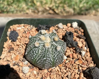 2.5 potted plant. Astrophytum hybrids Star Cactus