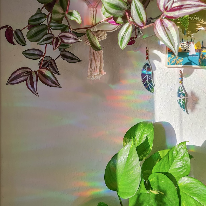 May include: A vibrant image featuring a white wall adorned with hanging plants and decorative leaf-shaped ornaments. The scene is illuminated by sunlight, creating a rainbow effect. The plants include green pothos and purple and green wandering jew.