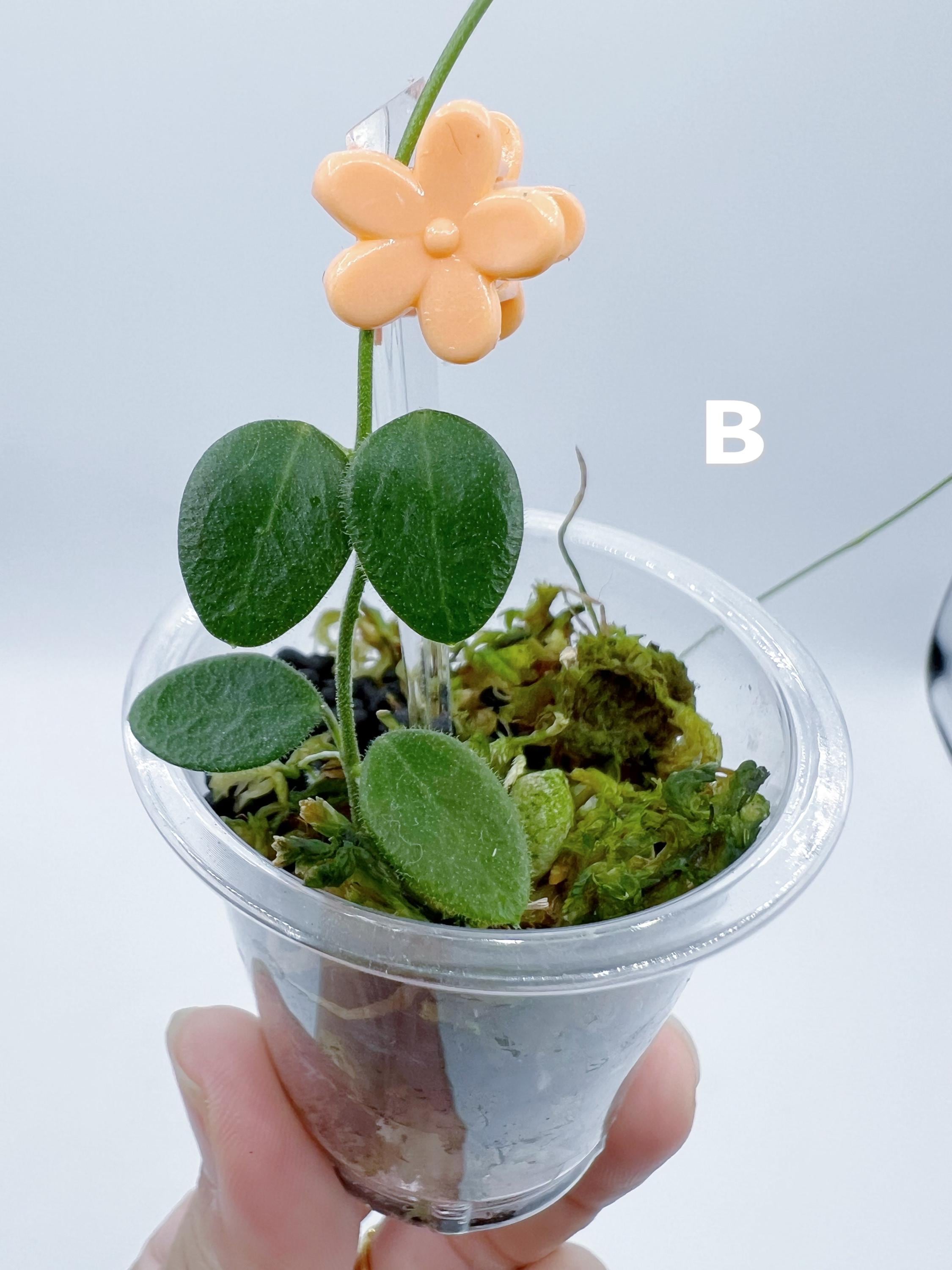 Hoya Pulleana （AKA Hoya IM-02 /lightly Rooted - Etsy Canada