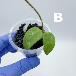 May include: A small, clear plastic pot holding a Hoya plant cutting. The plant has two green leaves and is planted in black pebbles. The letter "B" is visible in the background. The pot is held by a gloved hand.