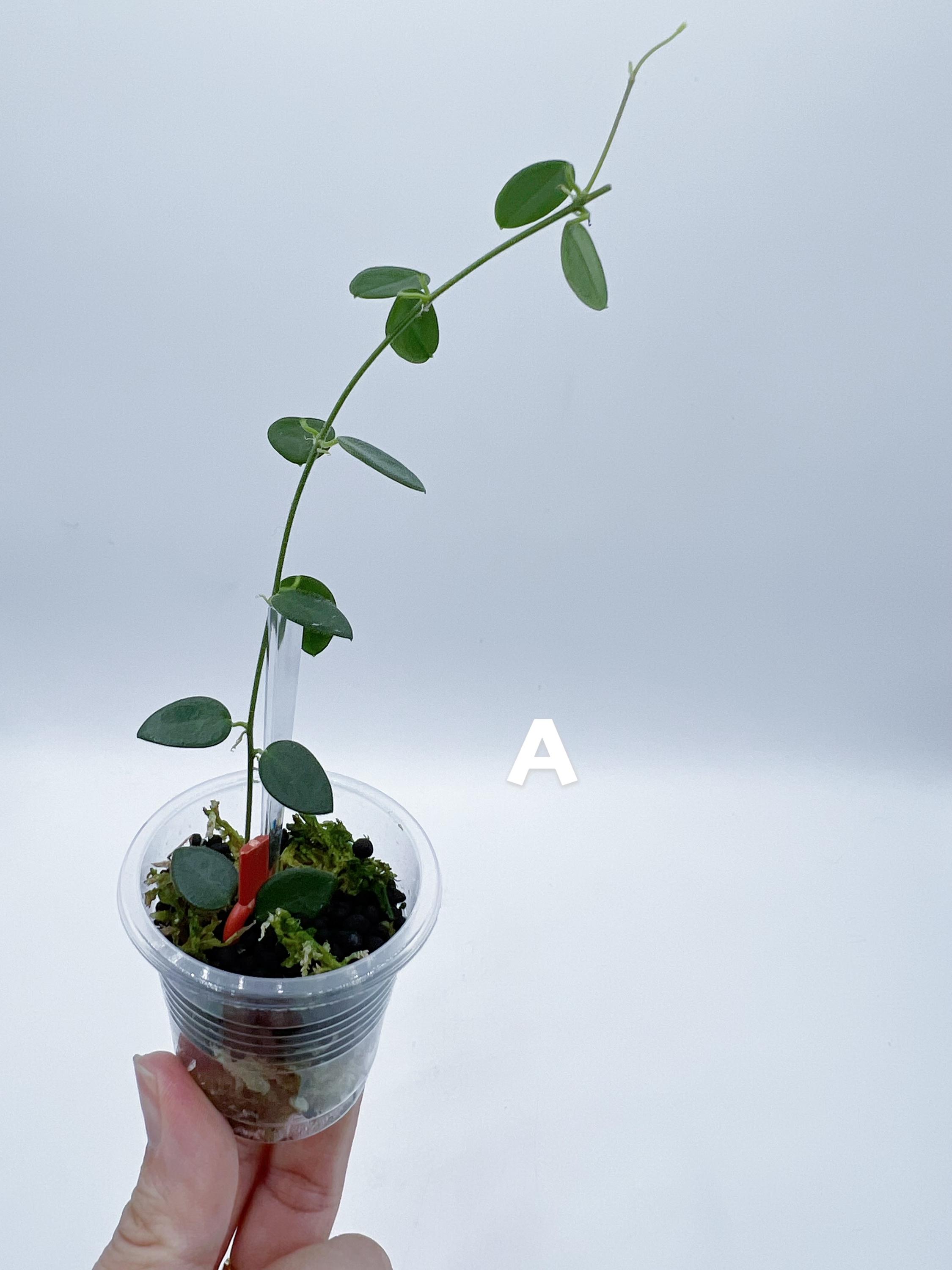 0904＊Hoya ＊ ホヤ ＊ pulleana ＊ IM-08 Hoya sp. IM-08 | Vermont Hoyas