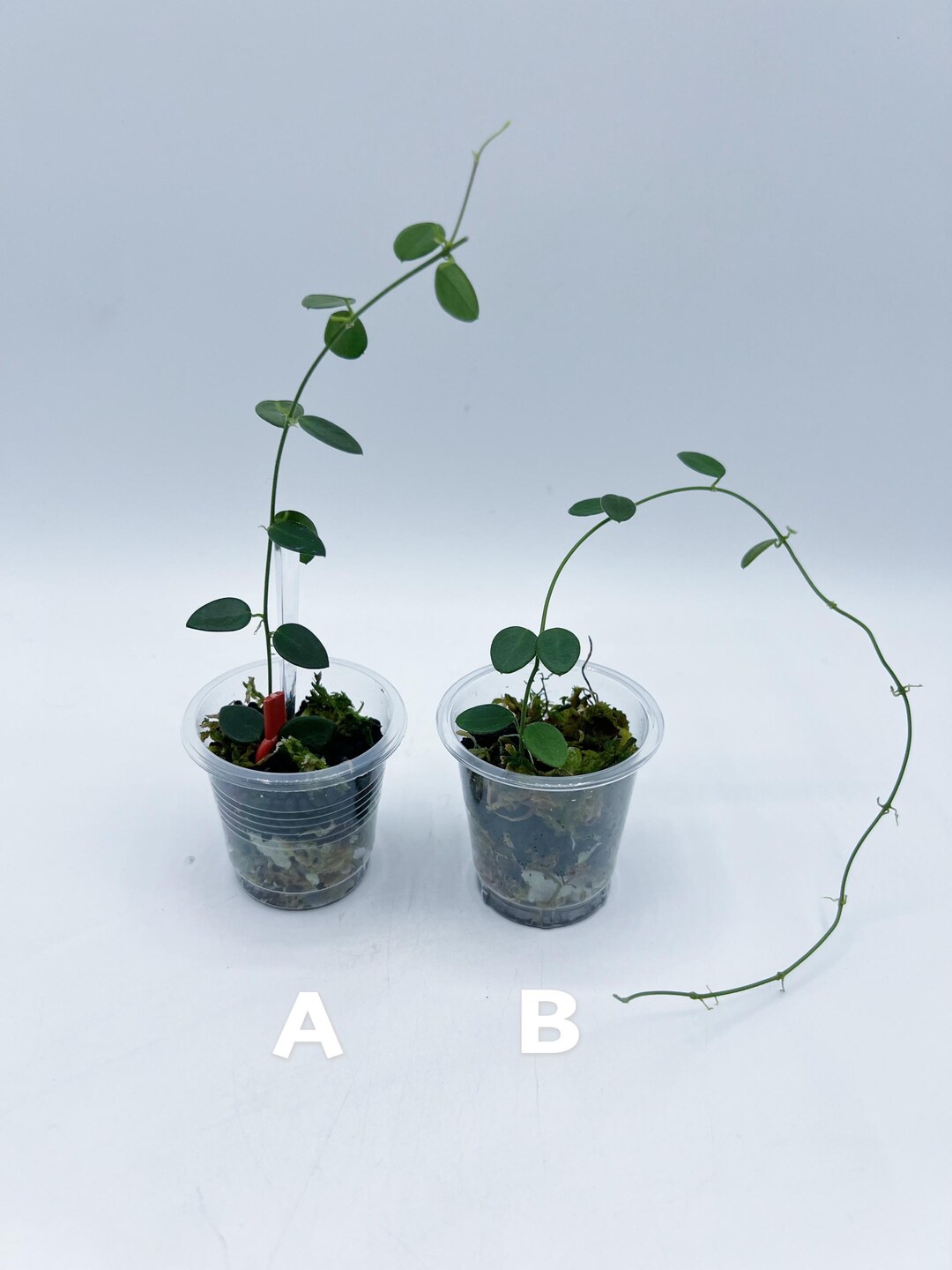 Hoya Pulleana （AKA Hoya IM-02 /lightly Rooted - Etsy Canada