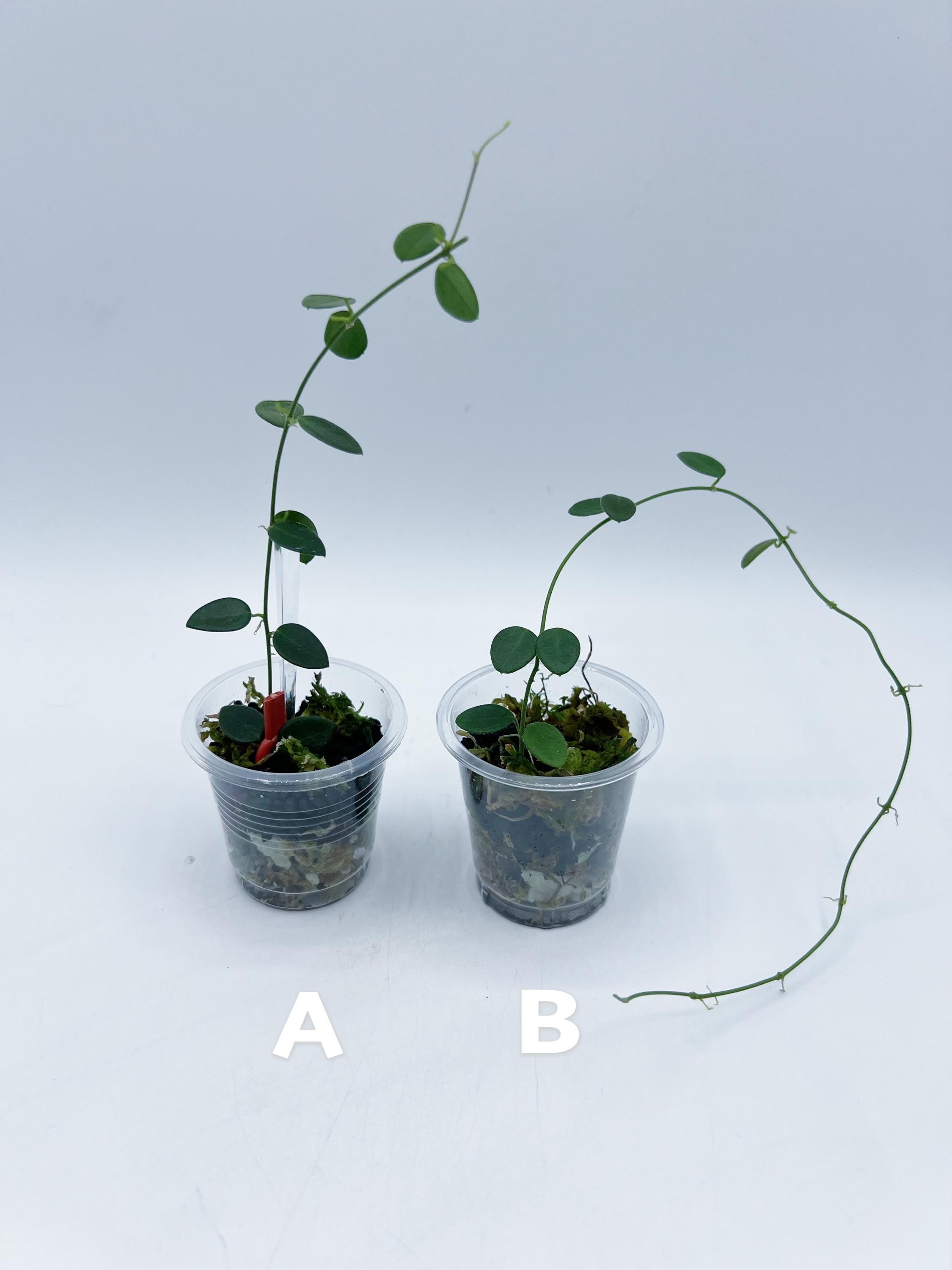 0904＊Hoya ＊ ホヤ ＊ pulleana ＊ IM-08 0904＊Hoya ＊ ホヤ ＊ pulleana ＊ IM-08 Hoya sp. IM-08