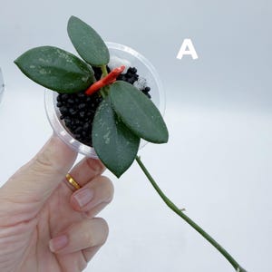 Hoya Wing Bean MYB 2021-01 / Rooted
