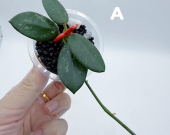 Hoya Kalimantan Mini Coin Splash - NOT Rooted Cutting - Etsy