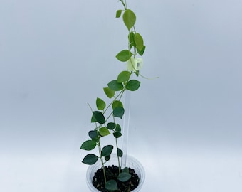 Hoya Pulleana （AKA Hoya IM-02 ）/lightly Rooted - Etsy