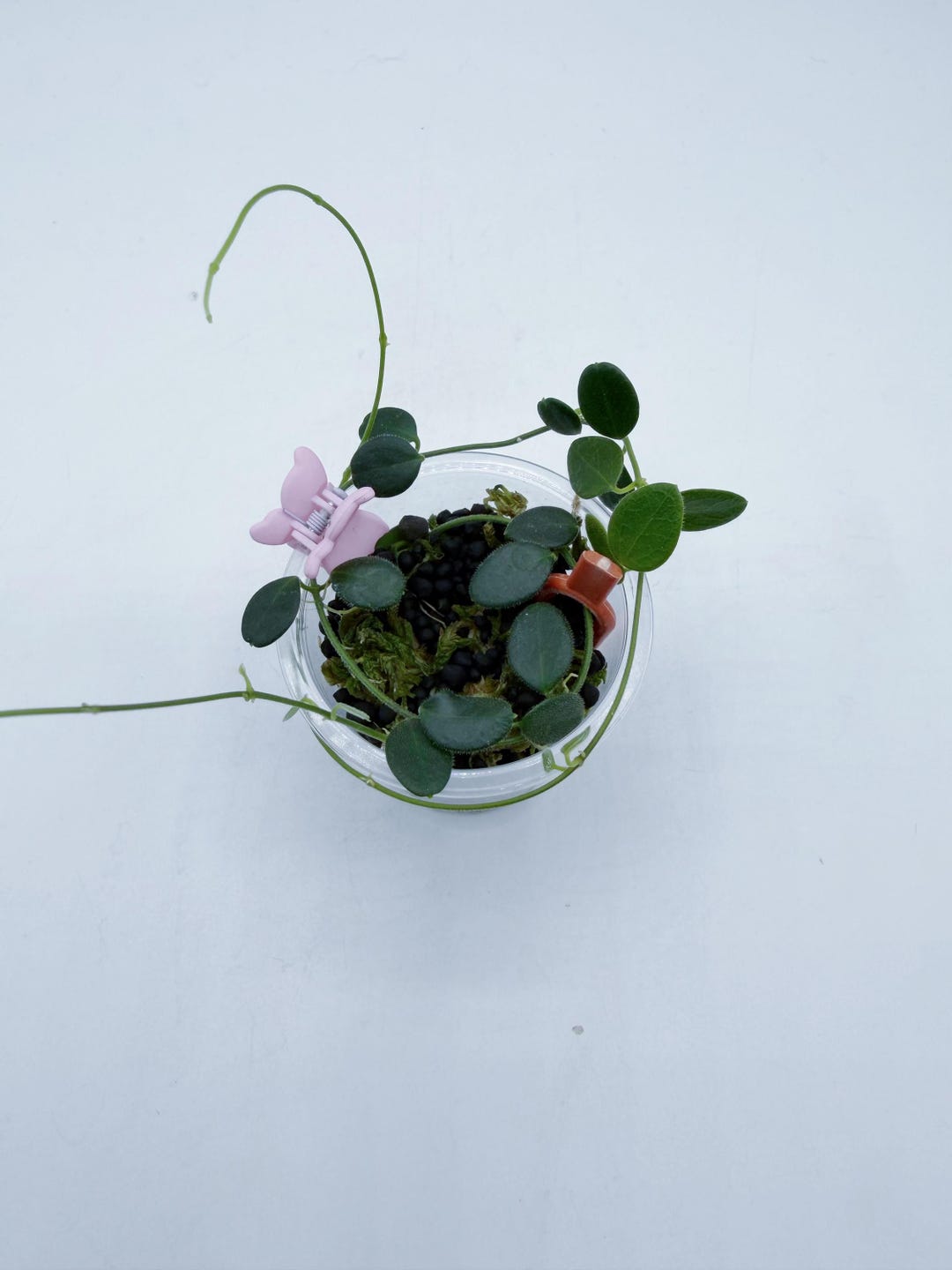 Hoya Pulleana （AKA Hoya IM-02 /lightly Rooted - Etsy