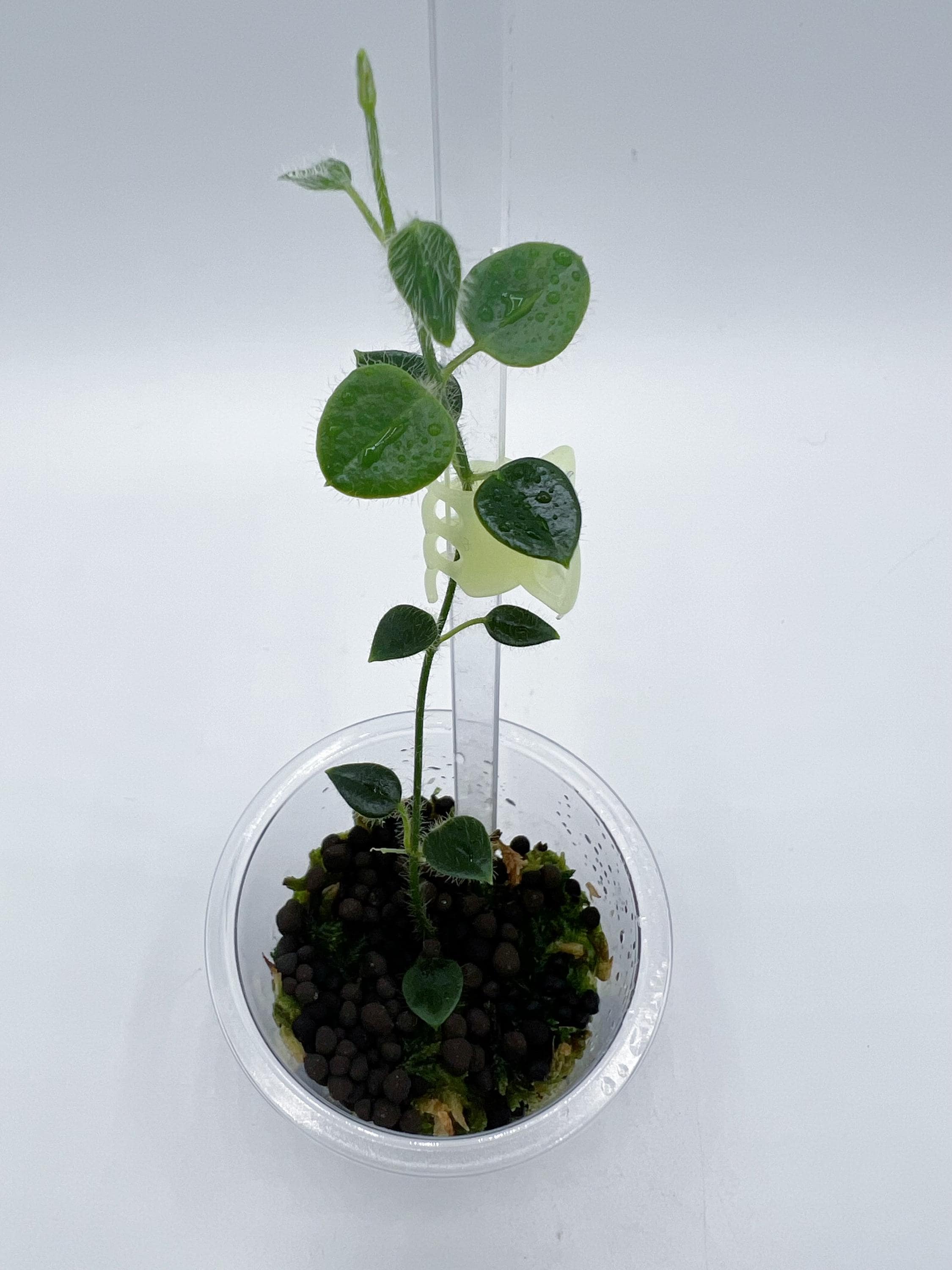 Hoya sp Papua 01 oreosparte/lightly rooted - Etsy 日本