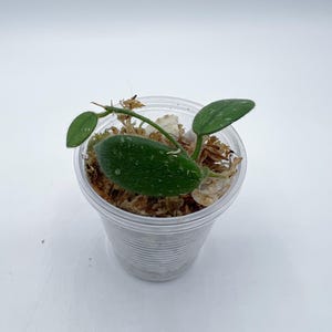 Hoya Edamame / Rare/Lightly rooted