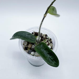 Hoya Lyi LT08-006 /  rooted