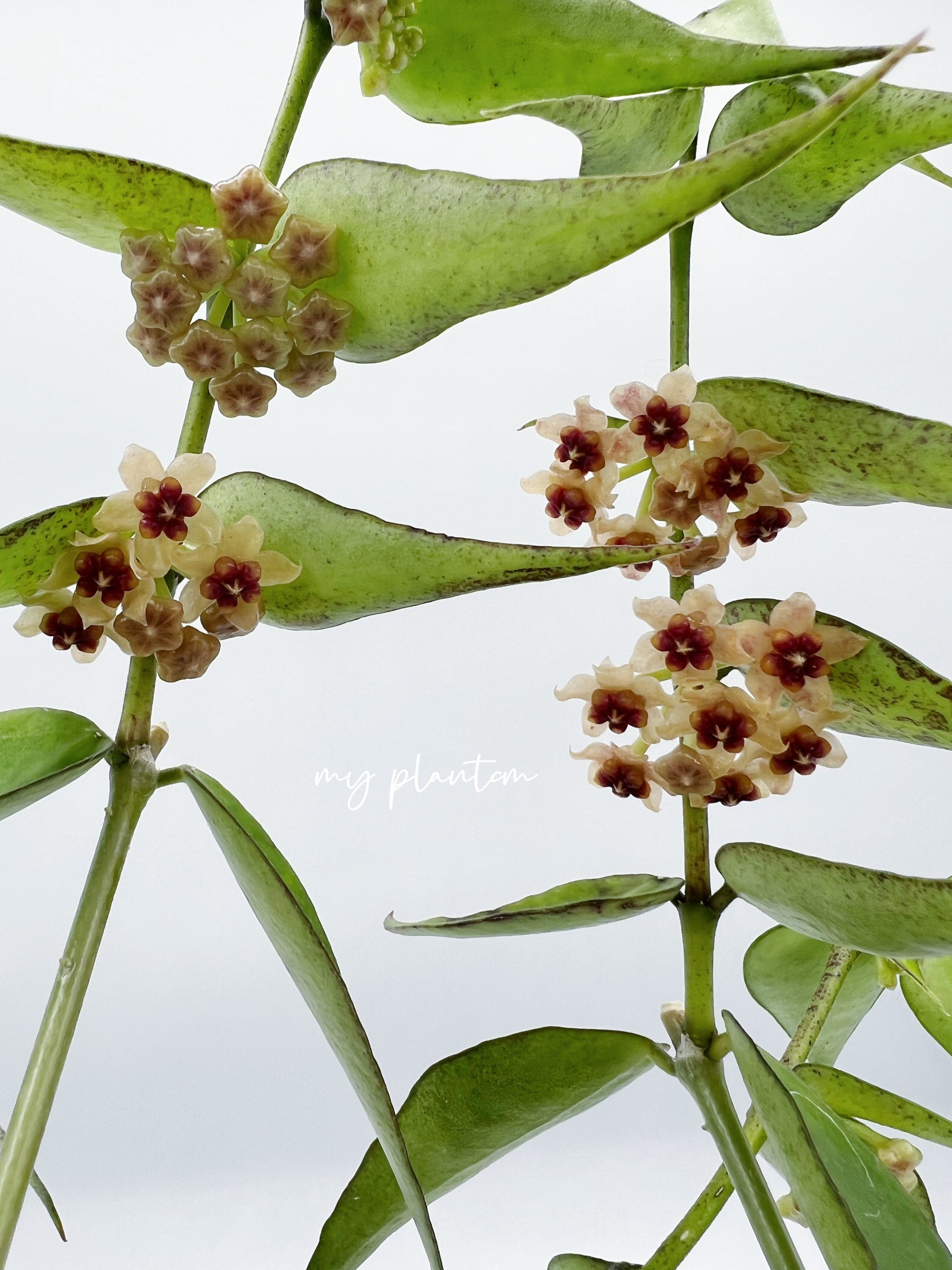 Hoya polyneura albomarginata 2号スリット鉢 - メルカリ