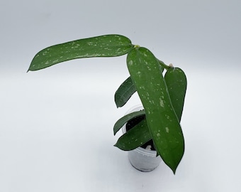 Hoya Pandurata（Dark form）/rare hoya/ rooted