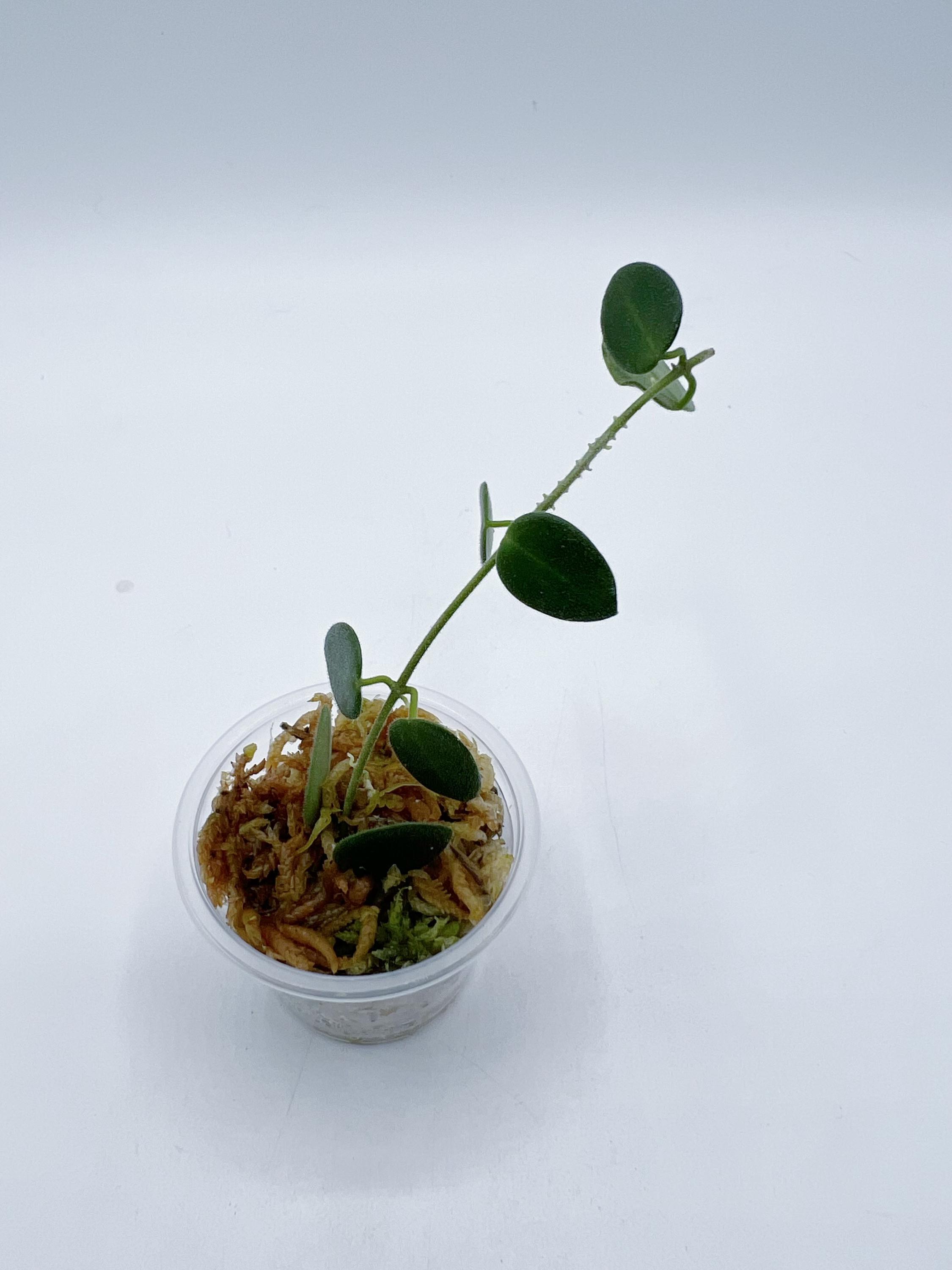ご予約品 Hoya Pulleana (IM02)