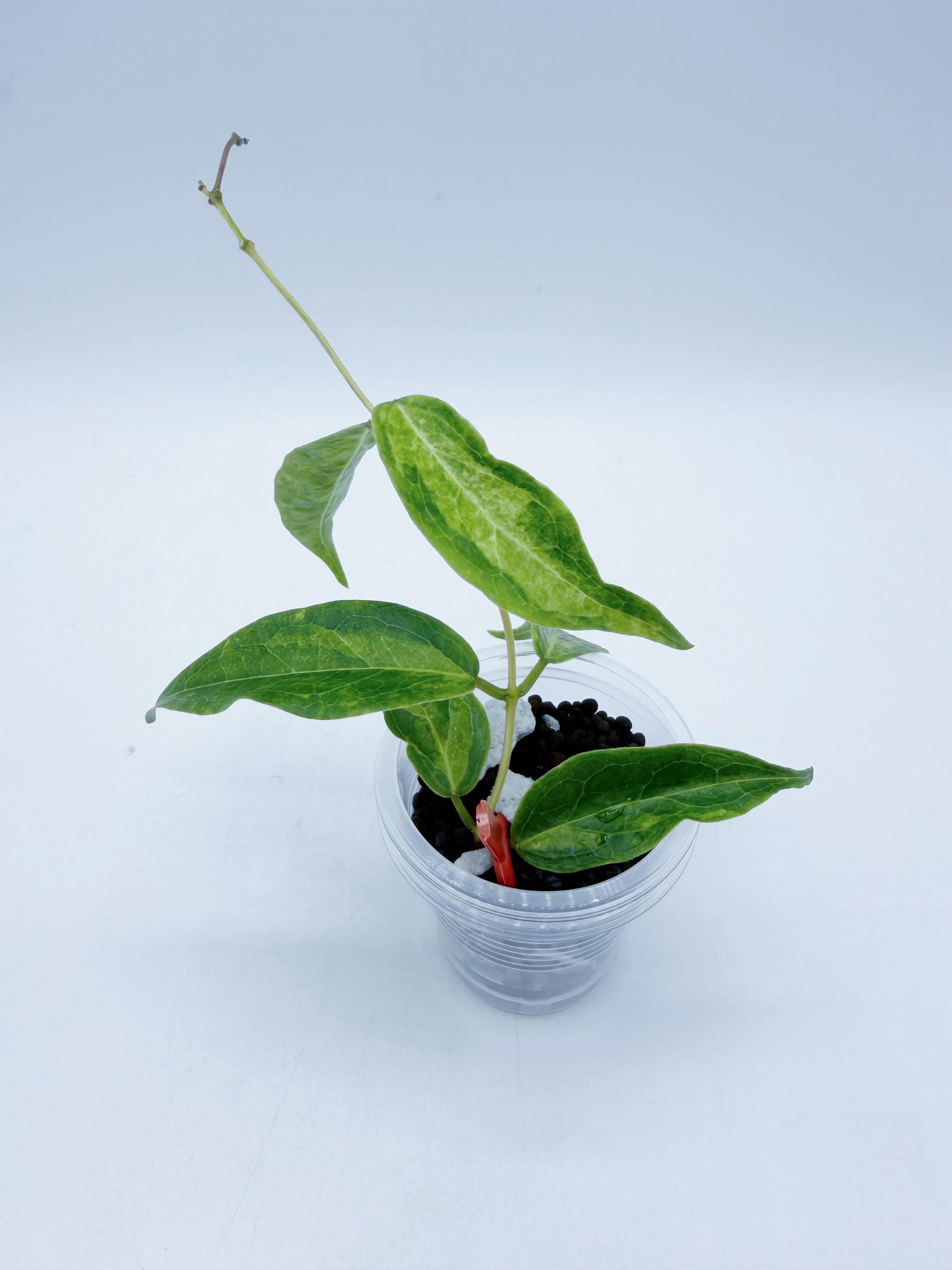 Hoya Denisii Frida - Etsy