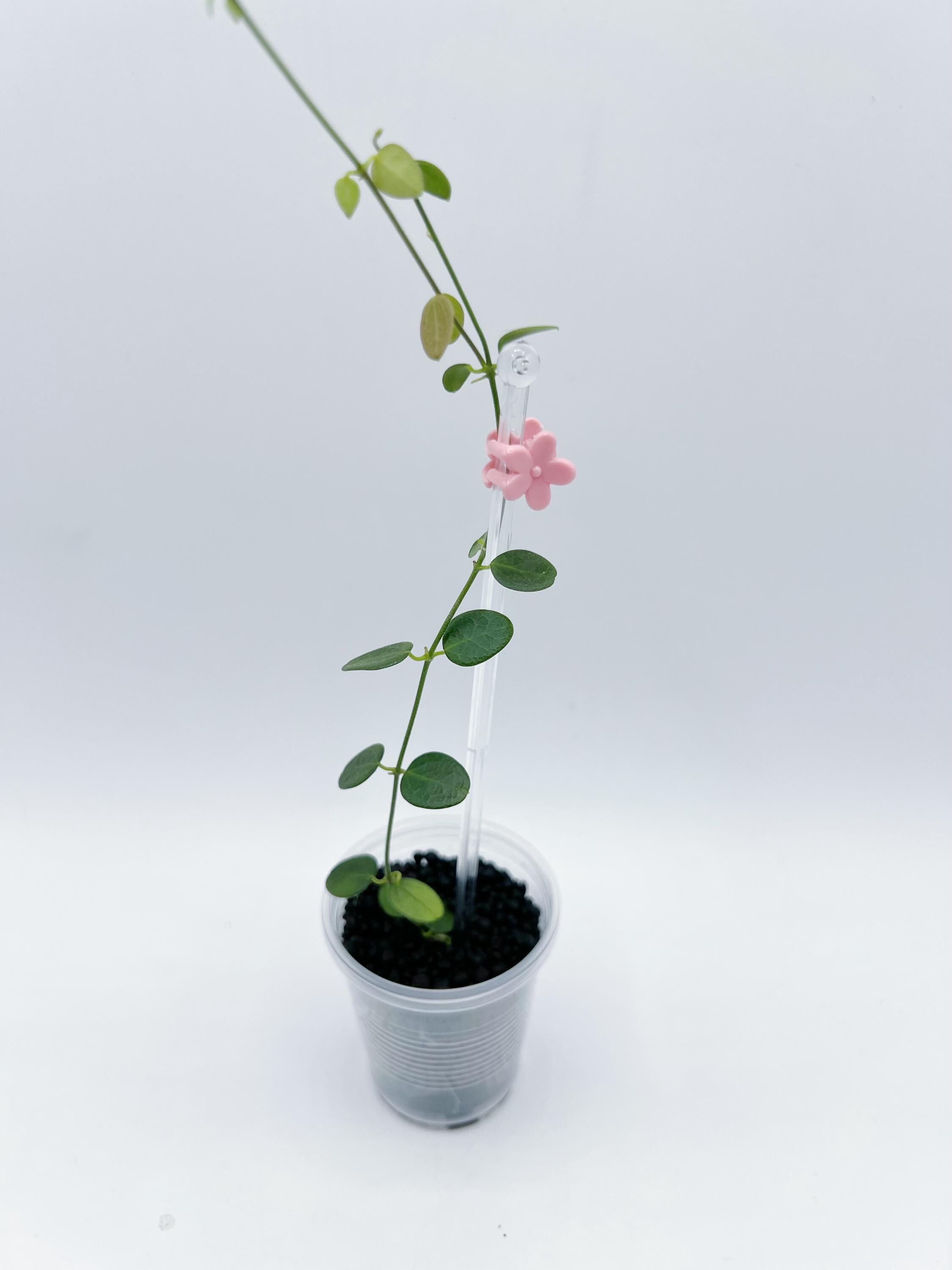 Mini Pixie Hoya - Etsy