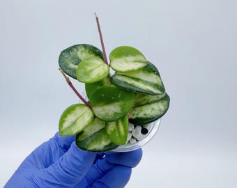 ホヤカーティシー中斑Hoya curtisii inner variegated Hoya Curtisii Inner Variegated - NOT Rooted Cutting - Etsy