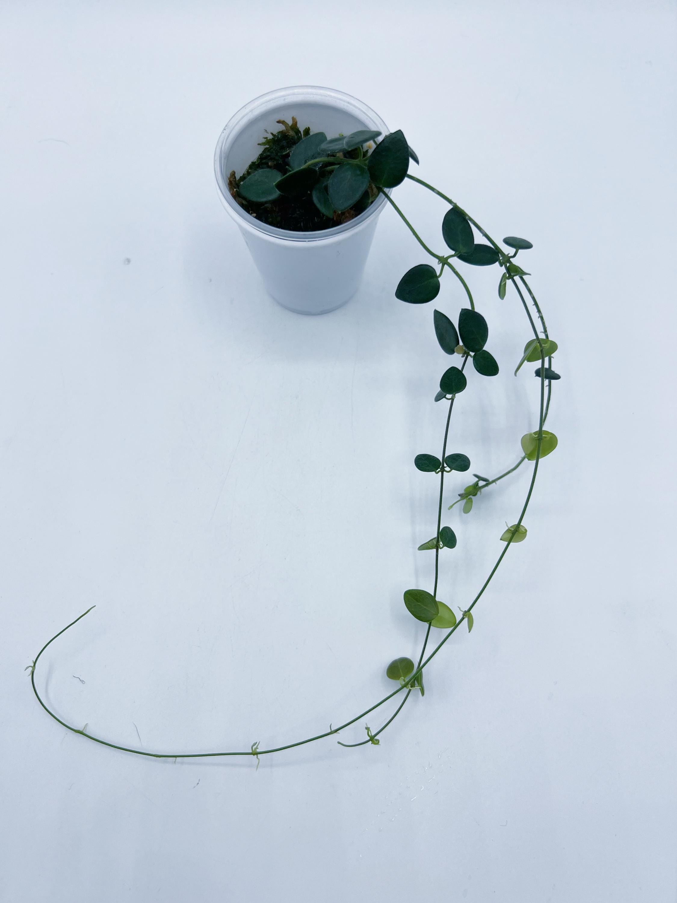 0904＊Hoya ＊ ホヤ ＊ pulleana ＊ IM-08 0904＊Hoya ＊ ホヤ ＊ pulleana ＊ IM-08 - メルカリ