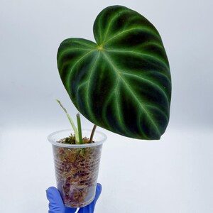 Philodendron Verrucosum Tambillo /Rooted - Etsy.de