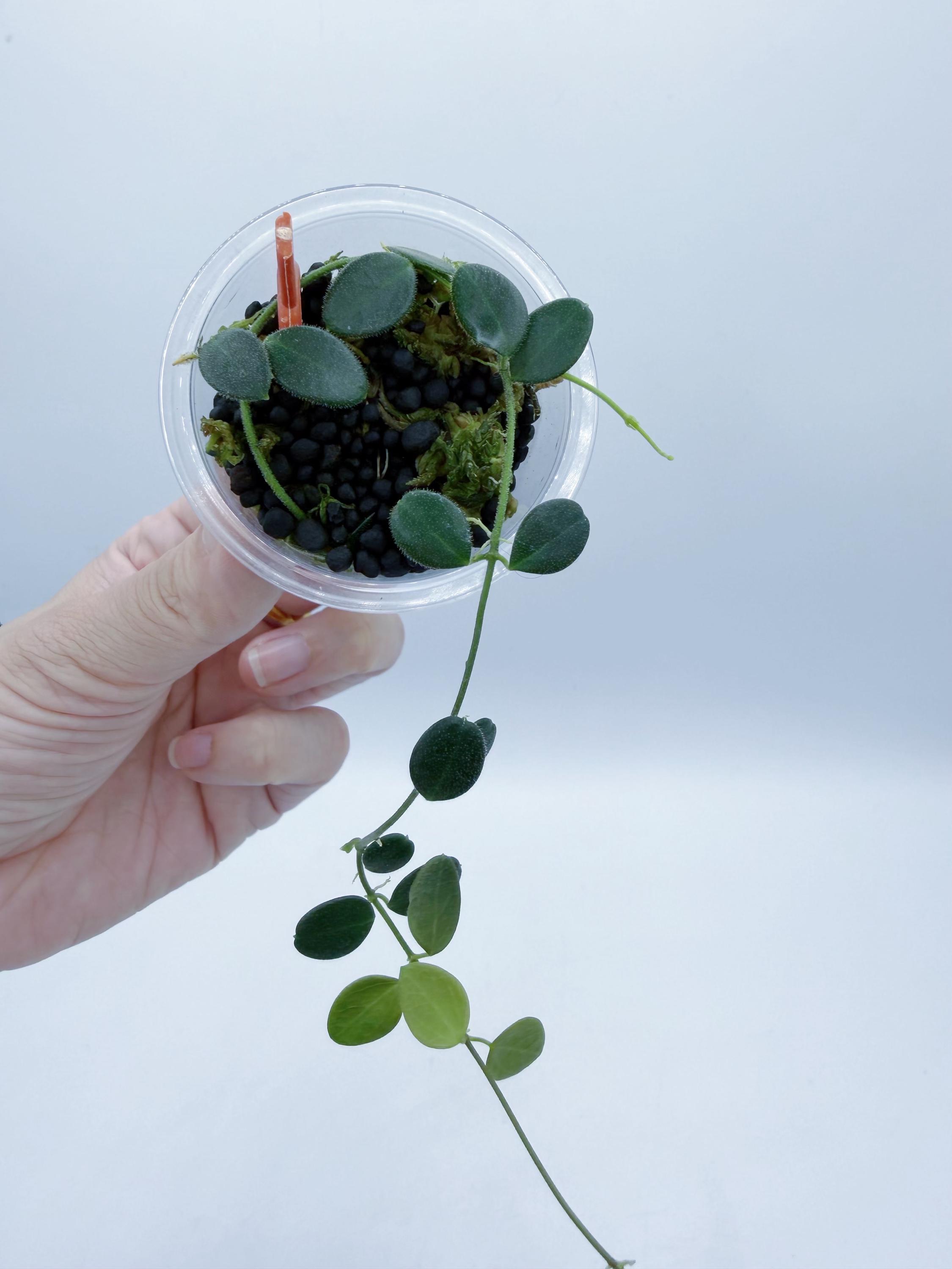 Hoya Pulleana （AKA Hoya IM-02 /lightly Rooted - Etsy Canada