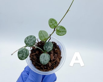 Hoya Serpens Silver|splash UNROOTED - Etsy