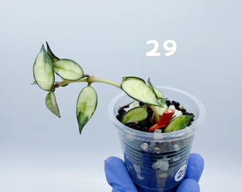 Hoya Lacunosa 'asami' Clone 2 UNROOTED Cutting Rare Hoya - Etsy
