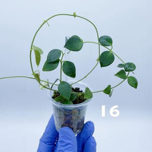 May include: A small Hoya plant with thin, vining stems and dark green, heart-shaped leaves planted in a clear plastic cup filled with dark potting medium. The number 16 is printed in white on the right side of the plant against a plain background.