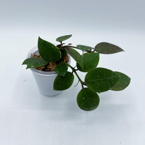 Hoya walliniana ut152  /rooted