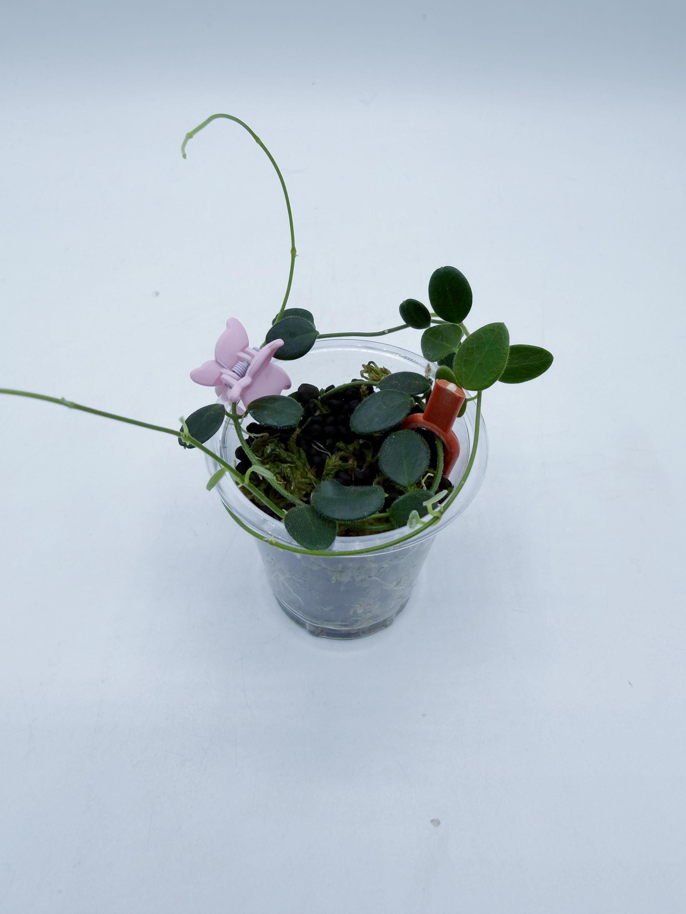 Hoya Pulleana （AKA Hoya IM-02 /lightly Rooted - Etsy