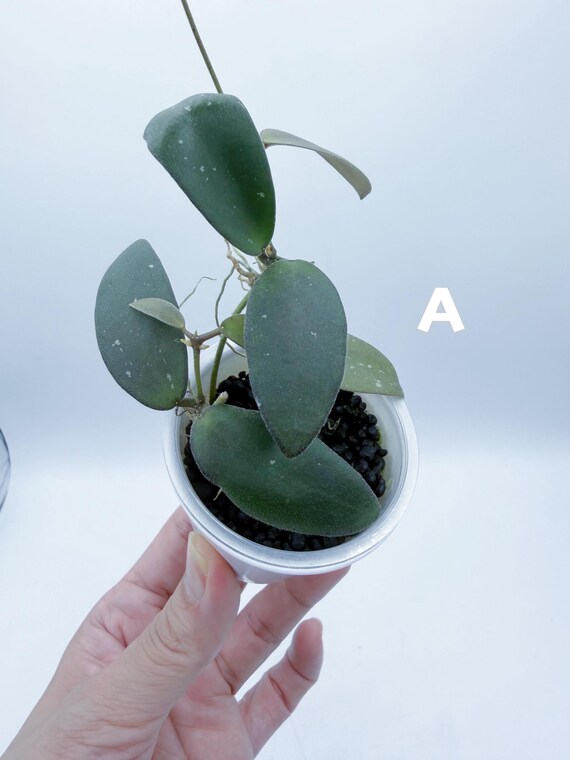 Hoya Sp Sabah Dragonfly EPC960 / Rooted - Etsy