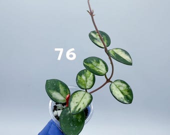 Hoya Mathilde variegated /Lightly Rooted