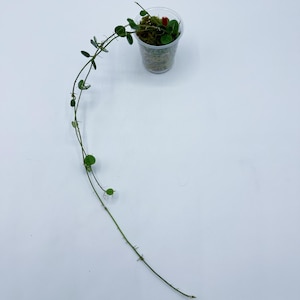 Hoya Tengchongensis   /Rooted/2 cutting