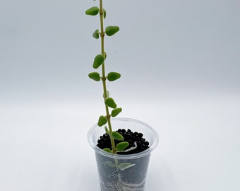 Hoya Pyrifolia  / Rare Hoya/small leaves