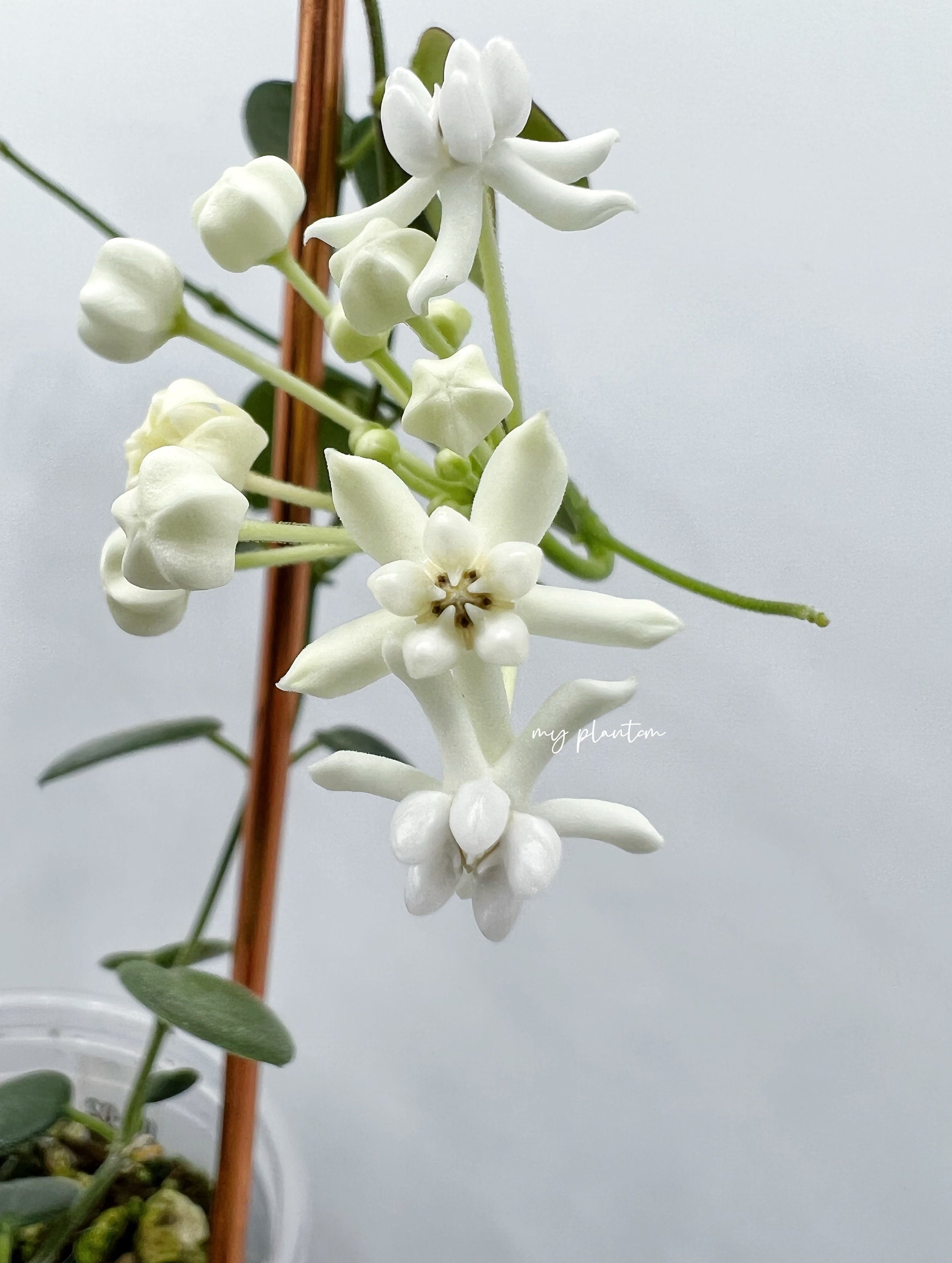 1114 ホヤ プレアナ Hoya pulleana IM-08 コルク付花座2 2025年最新】観葉