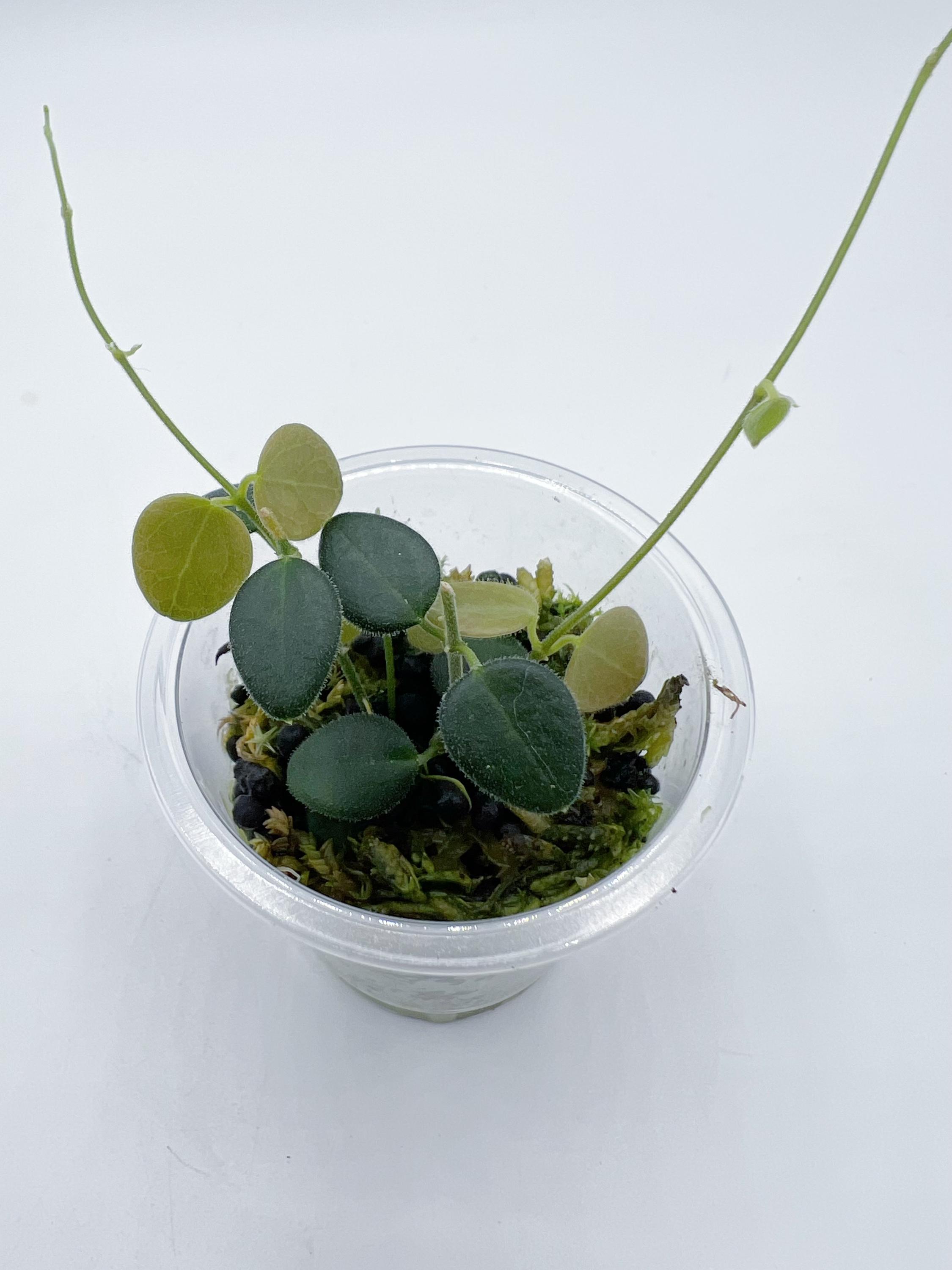 Hoya Pulleana （AKA Hoya IM-02 ） / lightly rooted - Etsy 日本
