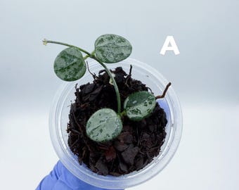 Hoya Serpens Silver|splash UNROOTED - Etsy