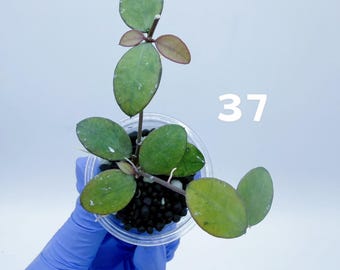 May include: A Hoya plant cutting with rounded, variegated green and yellow leaves and reddish stems, planted in a clear plastic cup filled with black substrate. The number 37 is printed in white on the right side of the image.