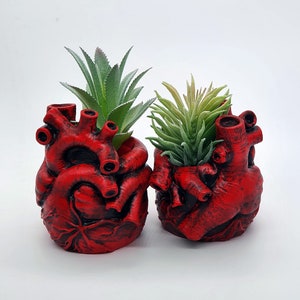 May include: Two red heart-shaped planters with green succulent plants. The planters are detailed with raised veins and a textured surface.