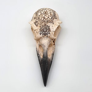 Wall 3D Decor Decoration Crow Raven Bird Skull Replica Realistic Ornament Plaque Alchemy Gothic Macabre Oddities Curiosities Occult Gift