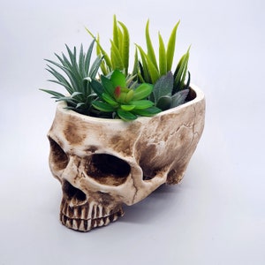 Puede incluir: Un macetero de calavera de cerámica blanca con una variedad de suculentas verdes que crecen en su interior. La calavera tiene un diseño detallado y un acabado desgastado.